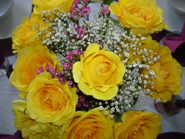 Phyllis' roses