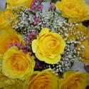 Phyllis' roses