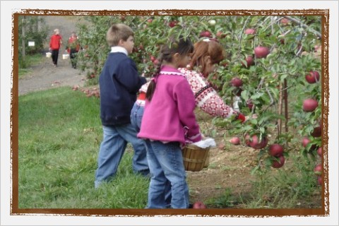 Apple Picking_002