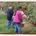 Apple Picking_002